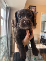 Cocker Spaniel dogs - Advert 15