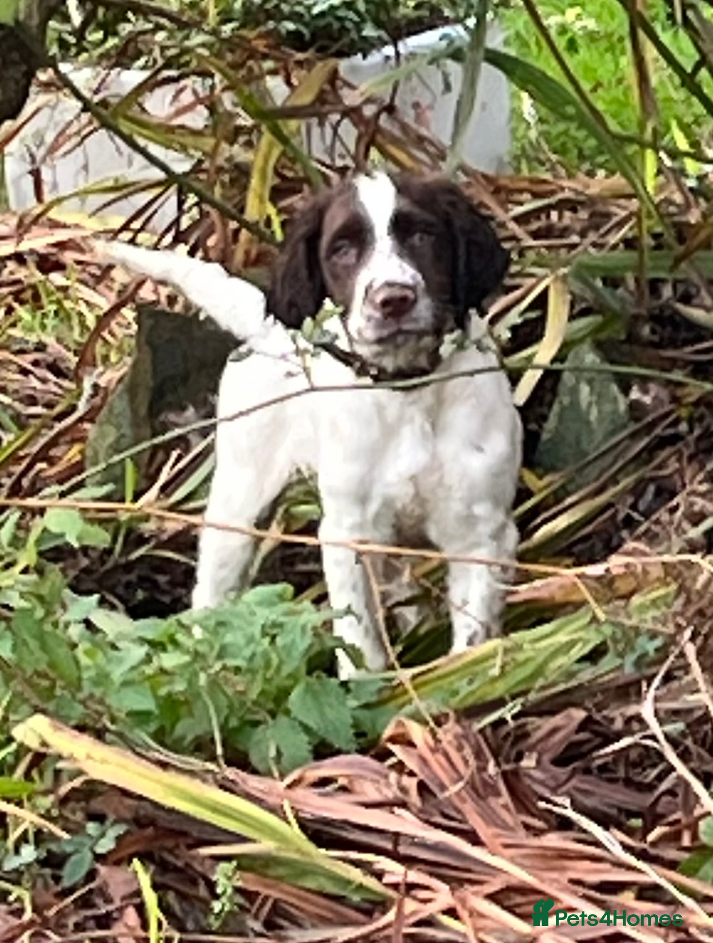 English Springer Spaniel dogs Meet ‘Spike’ - Advert 3