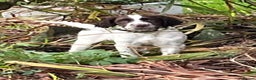 English Springer Spaniel dogs for sale: Meet ‘Spike’ - Advert 1