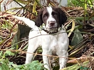 English Springer Spaniel dogs Meet ‘Spike’ - Advert 3