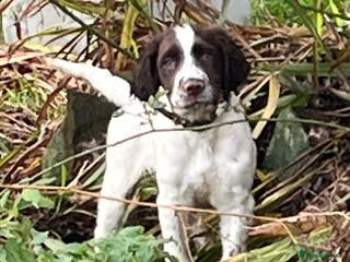 English Springer Spaniel dogs for sale: Meet ‘Spike’ - Advert 1