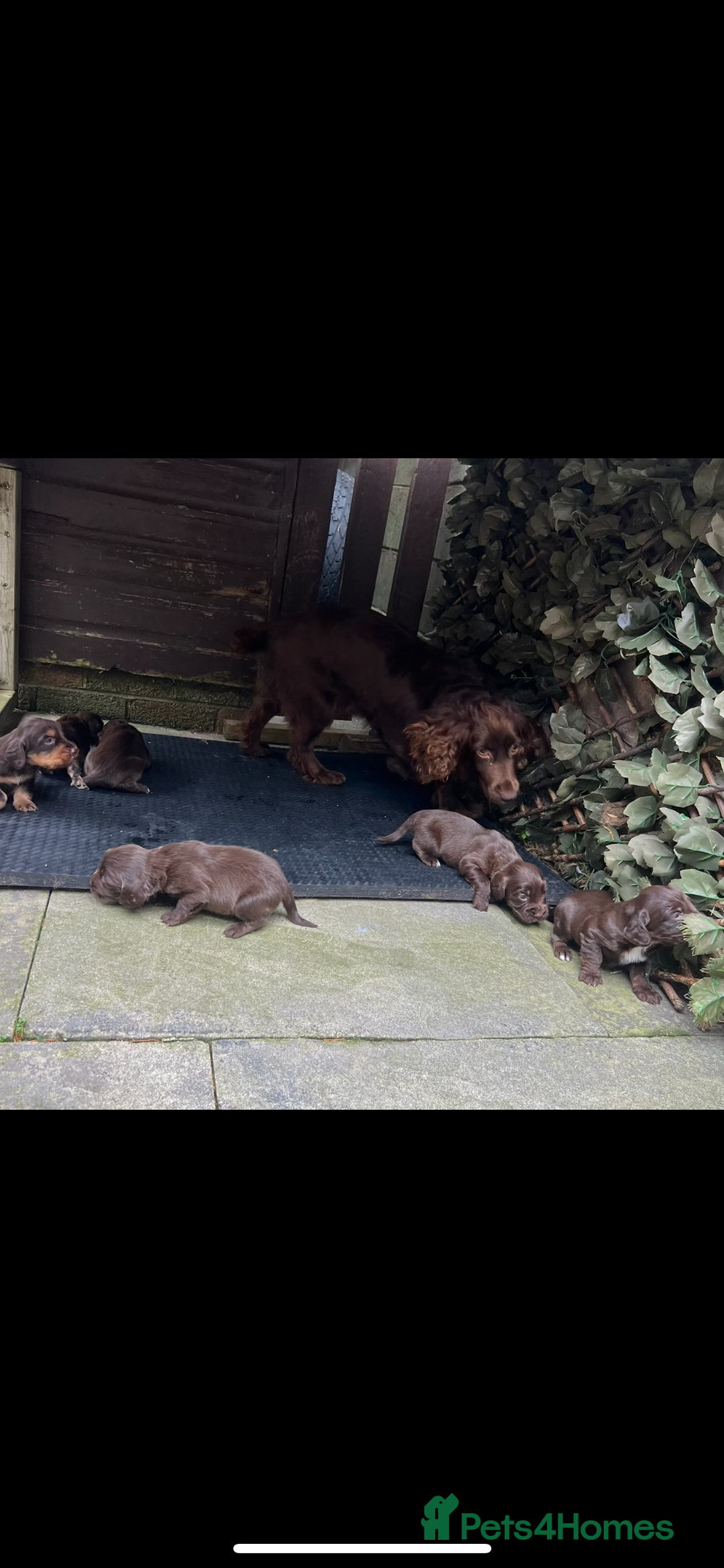 Cocker Spaniel dogs for sale: Beautiful KC Registered Cocker Spaniel Puppies 🐶  - Image 4