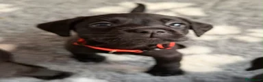 Labrador Retriever 2