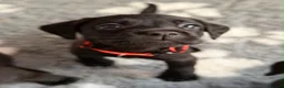 Labrador Retriever dogs for sale: Gorgeous Black Labrador pups for sale - Advert 11
