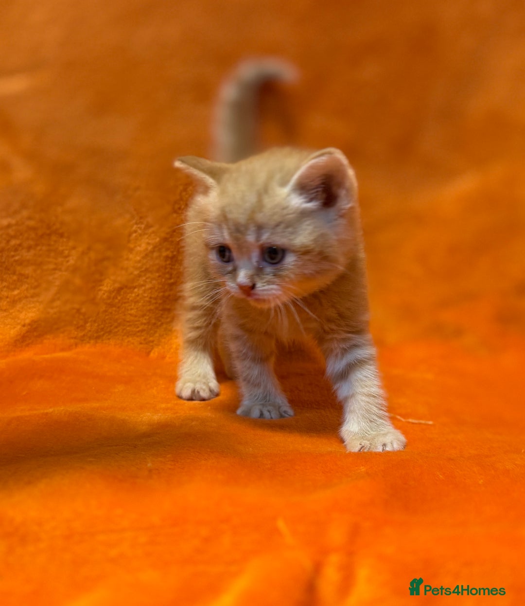 Scottish Fold cats for sale: 🩵Gorgeous Scottish Fold and Straight kittens 🩷 - Advert 10