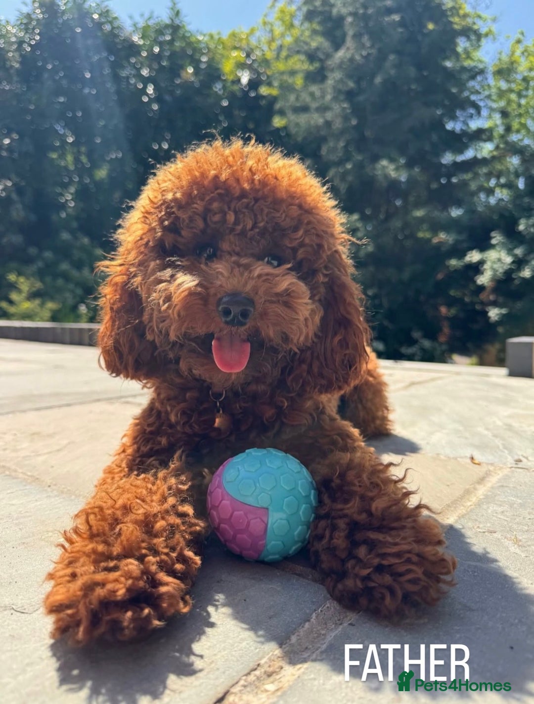 Toy Poodle dogs for sale: Gorgeous Toy Poodle Puppies  - Advert 9