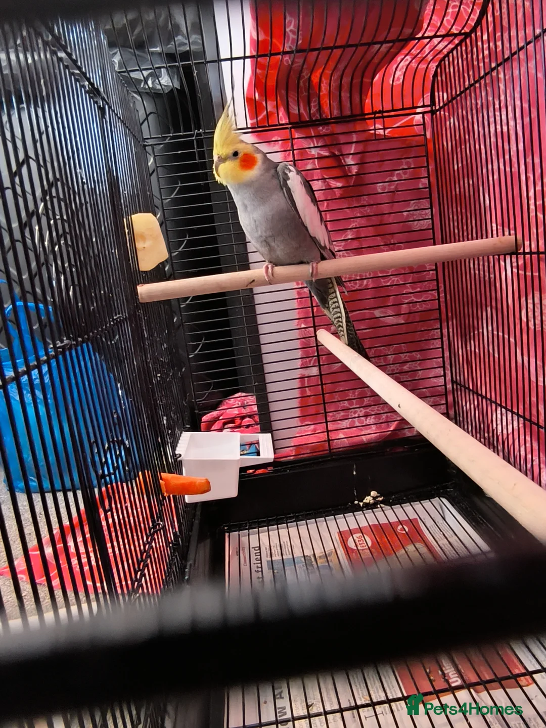 Cockatiels birds for sale: 5 Month Old Male Cockatiel with Cage – Manchester in Manchester - Advert 2