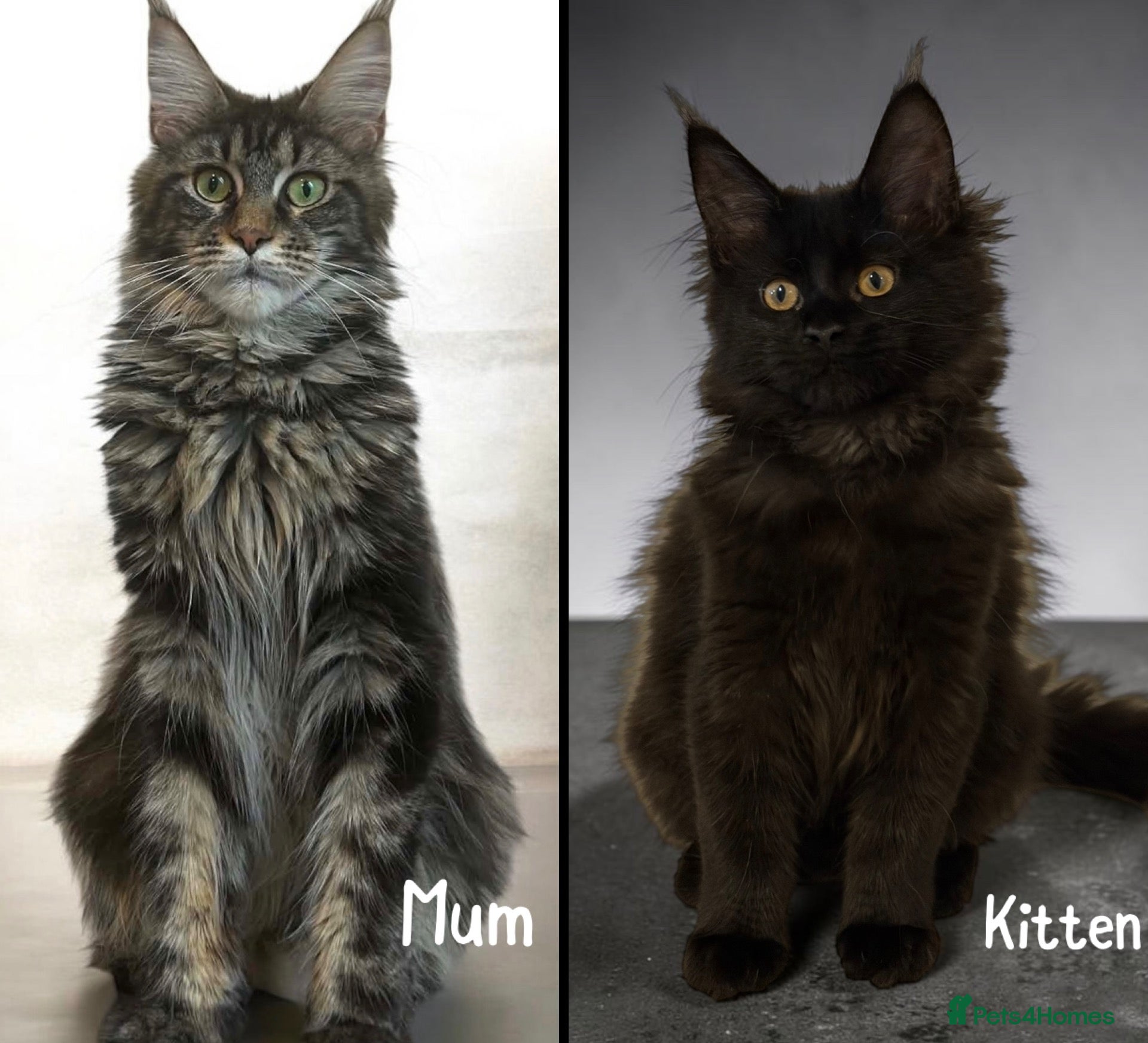 Maine Coon cats TICCA Registered Mainecoon Kittens (PetOnly) - Advert 1