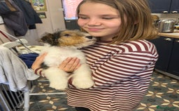 Fox Terrier dogs for sale: Wire Fox Terrier Puppies - Image 6