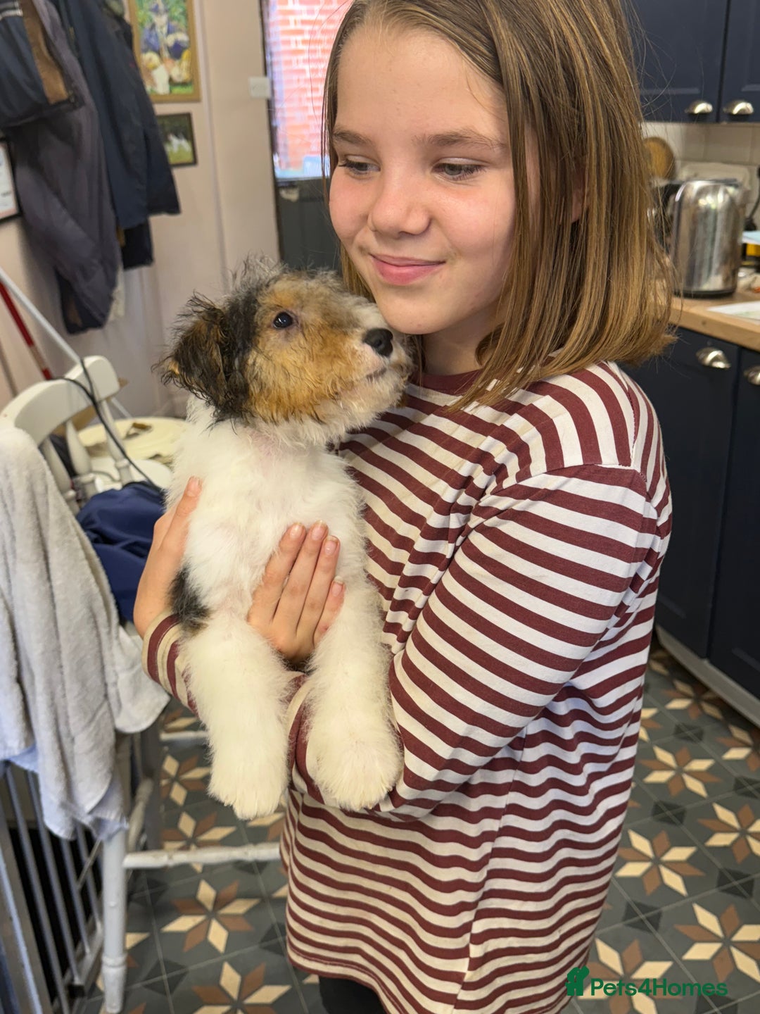 Fox Terrier dogs for sale: Wire Fox Terrier Puppies - Image 6