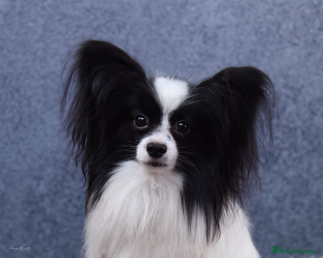 Papillon dogs for sale: Gorgeous Papillon boy  - Advert 1