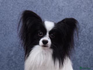 Papillon dogs Gorgeous Papillon boy - Advert 3