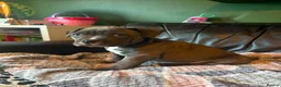 American Bully dogs for sale: American pocket bulldogs 1 ready TO LEAVE  - Advert 15