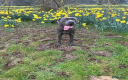 Cane Corso dogs for sale: 18 month old cane corso in Ipswich - Image 3