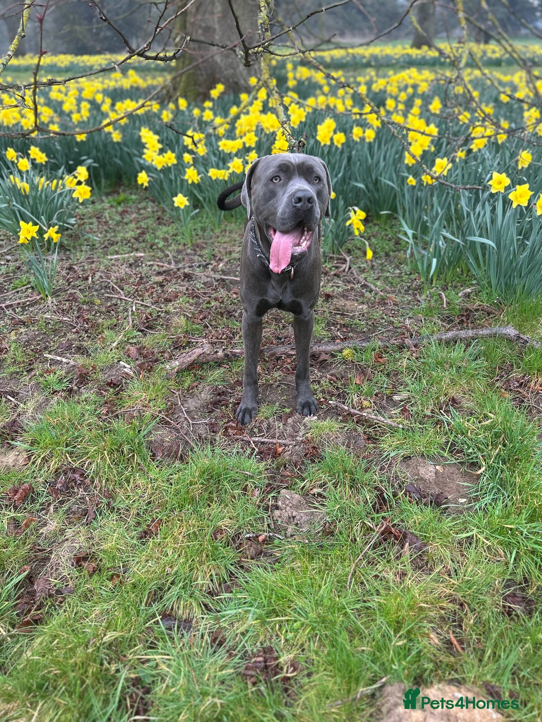 Cane Corso dogs for sale: 18 month old cane corso in Ipswich - Image 3