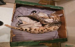 Bengal cats for sale: Pure Bengal kittens for sale - Image 20
