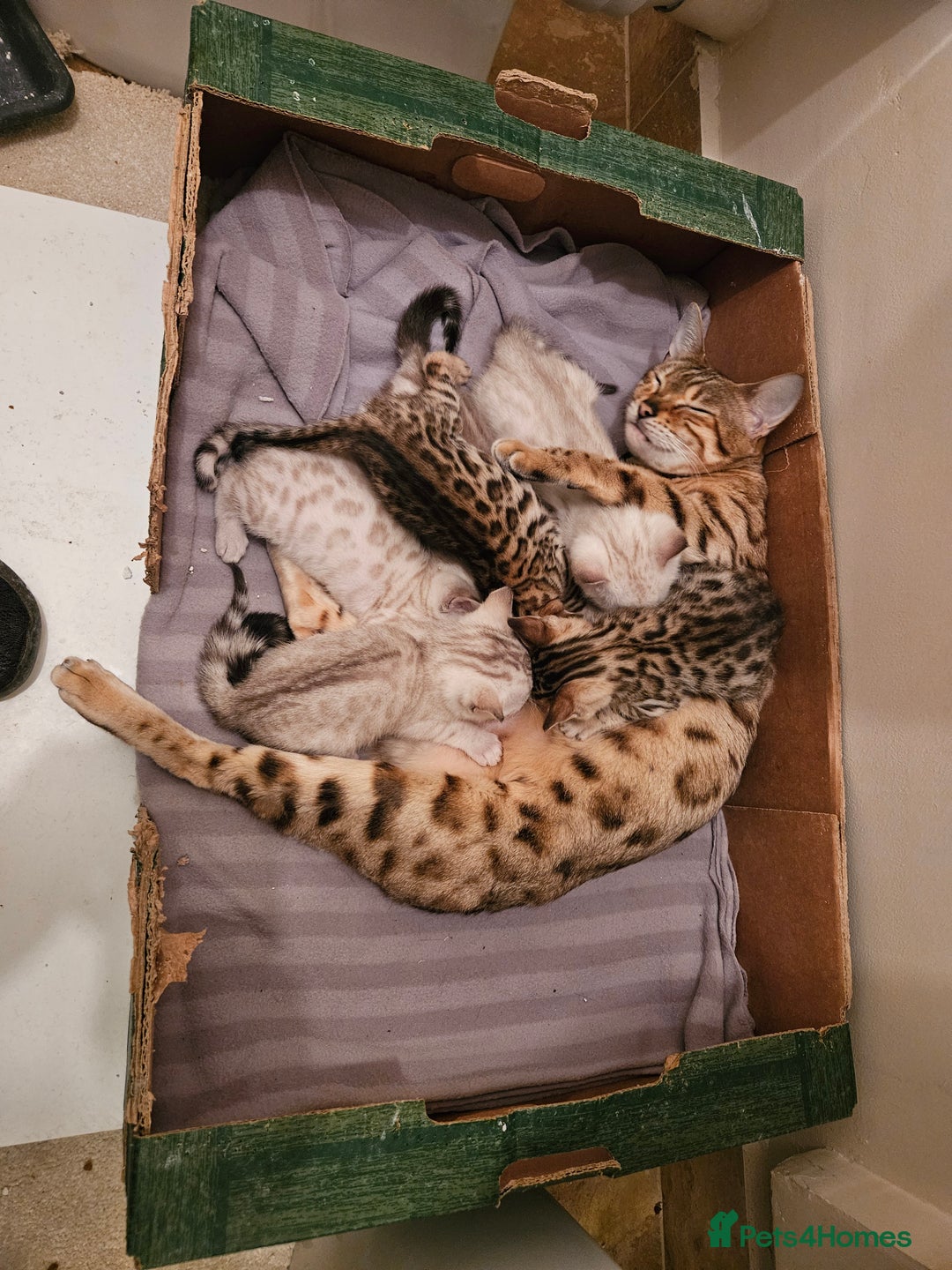 Bengal cats for sale: Pure Bengal kittens for sale - Image 20