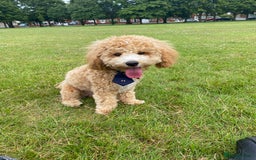 Mixed Breed dogs for sale: Cavapoo X Shihpoo puppies for sale - Image 18