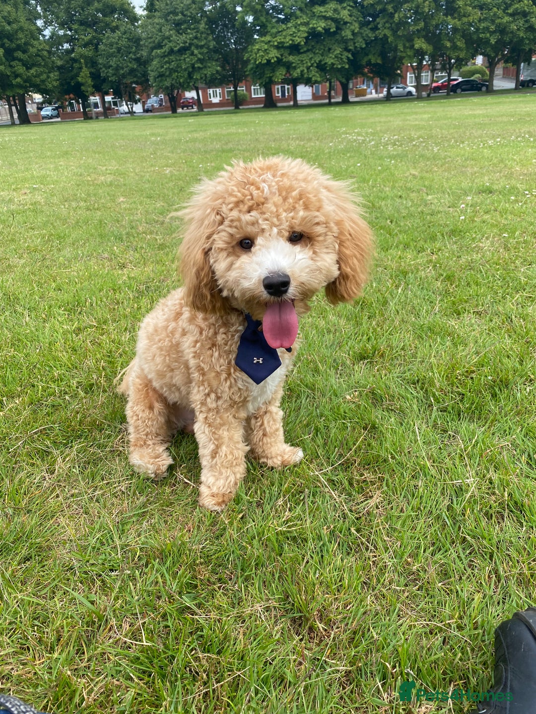 Mixed Breed dogs for sale: Cavapoo X Shihpoo puppies for sale - Image 18