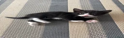 Mixed Breed cats for sale: Beautiful little boy  - Advert 1