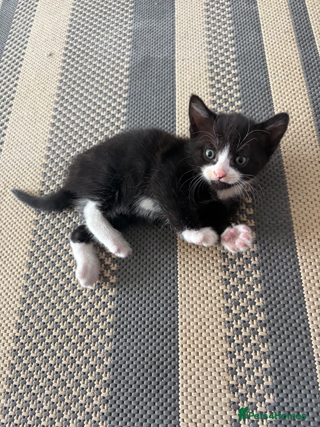 Mixed Breed cats for sale: Beautiful little boy  - Advert 1