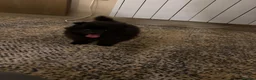 Pomeranian dogs for sale: Pomeranian puppies  - Advert 2