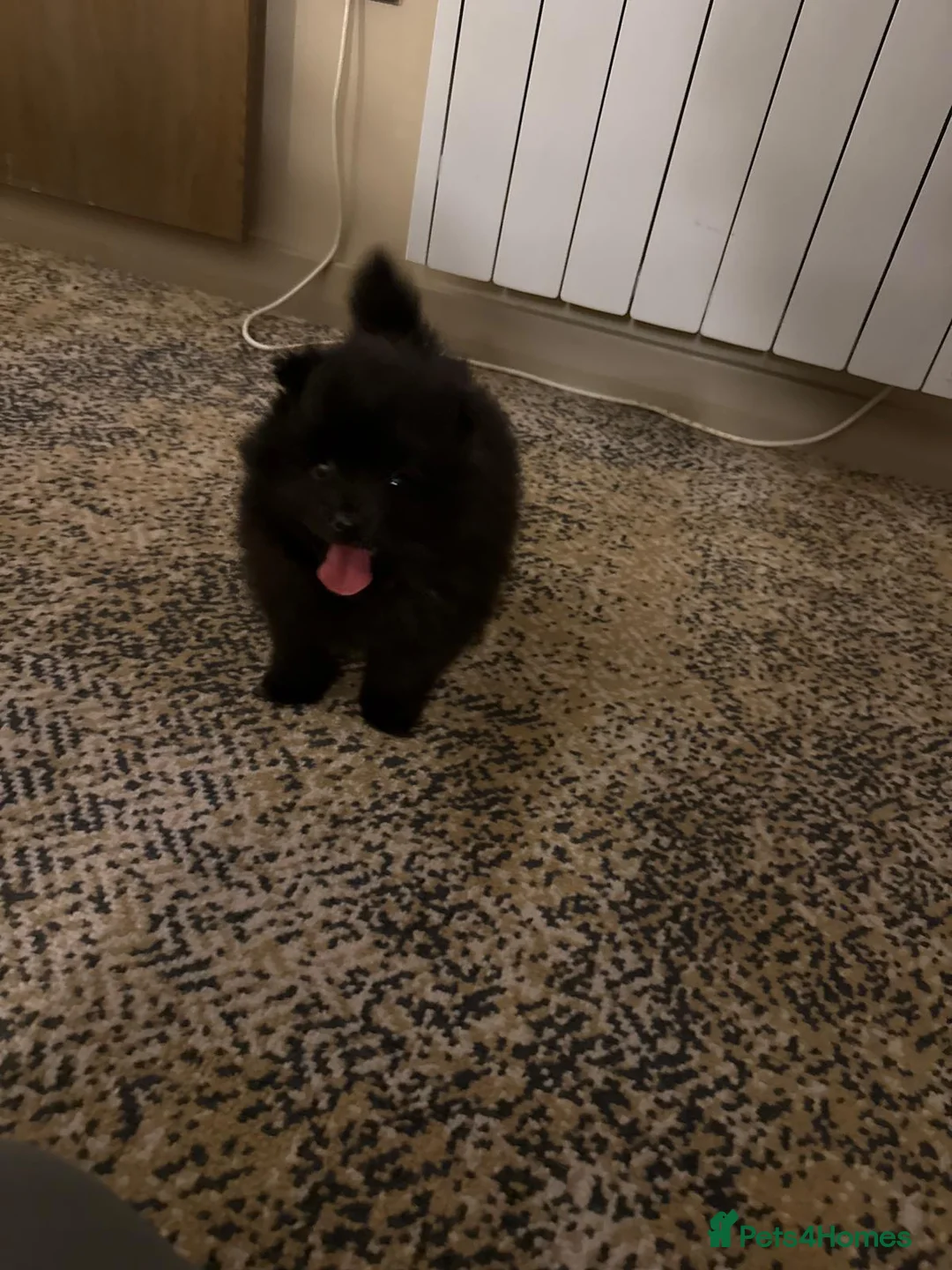 Pomeranian dogs for sale: Pomeranian puppies  - Advert 2