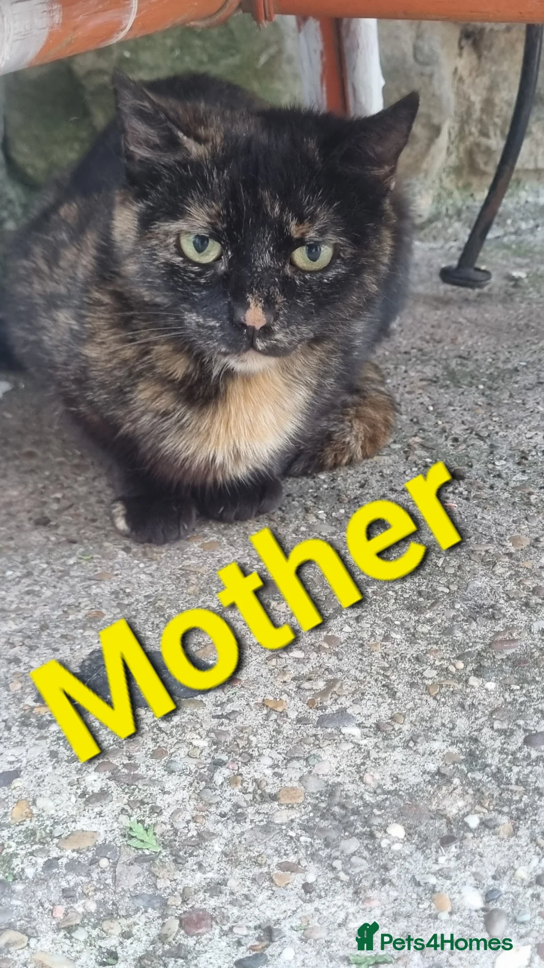 Mixed Breed cats for sale: 8 week old male kitten - Advert 4