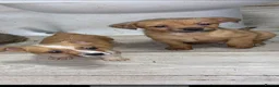 Jack Russell dogs for sale: Jack Russell puppies ready to leave  - Advert 5