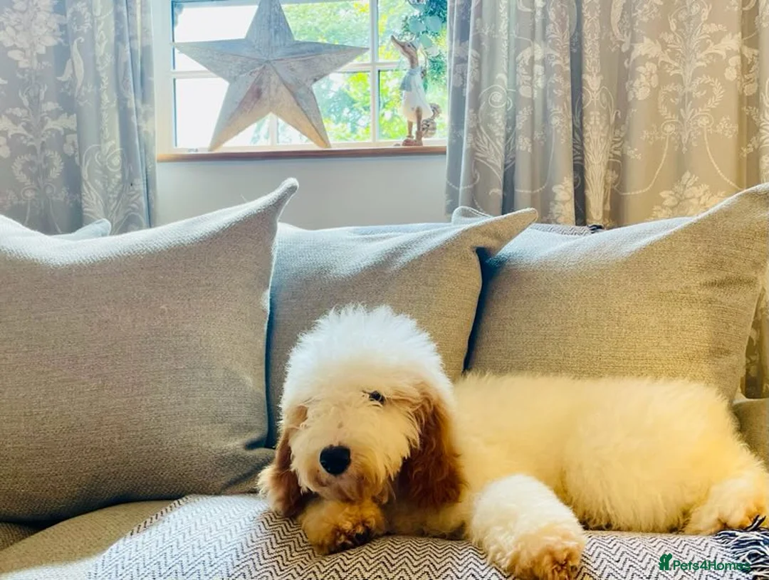 Australian Labradoodle dogs for sale: Female miniature Australian Labradoodle - Advert 3