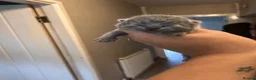 British Longhair cats for sale: Pure bred British short haired  - Advert 5