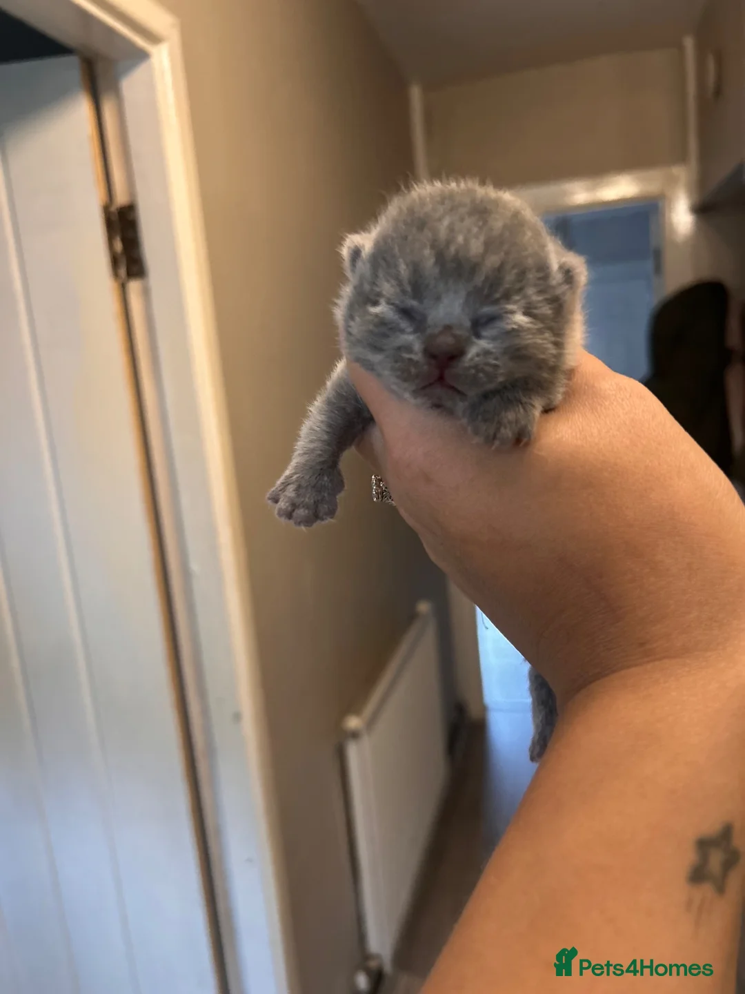 British Longhair cats for sale: Pure bred British short haired  - Advert 5
