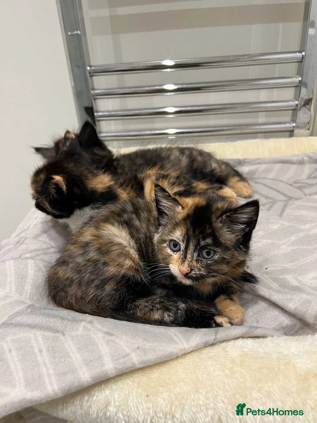 Mixed Breed cats for sale: Evie needs a forever home! in Richmond - Advert 7