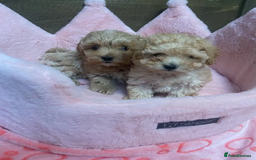 Maltipoo dogs for sale: Adorable maltipoo puppies are ready for sale  - Image 3