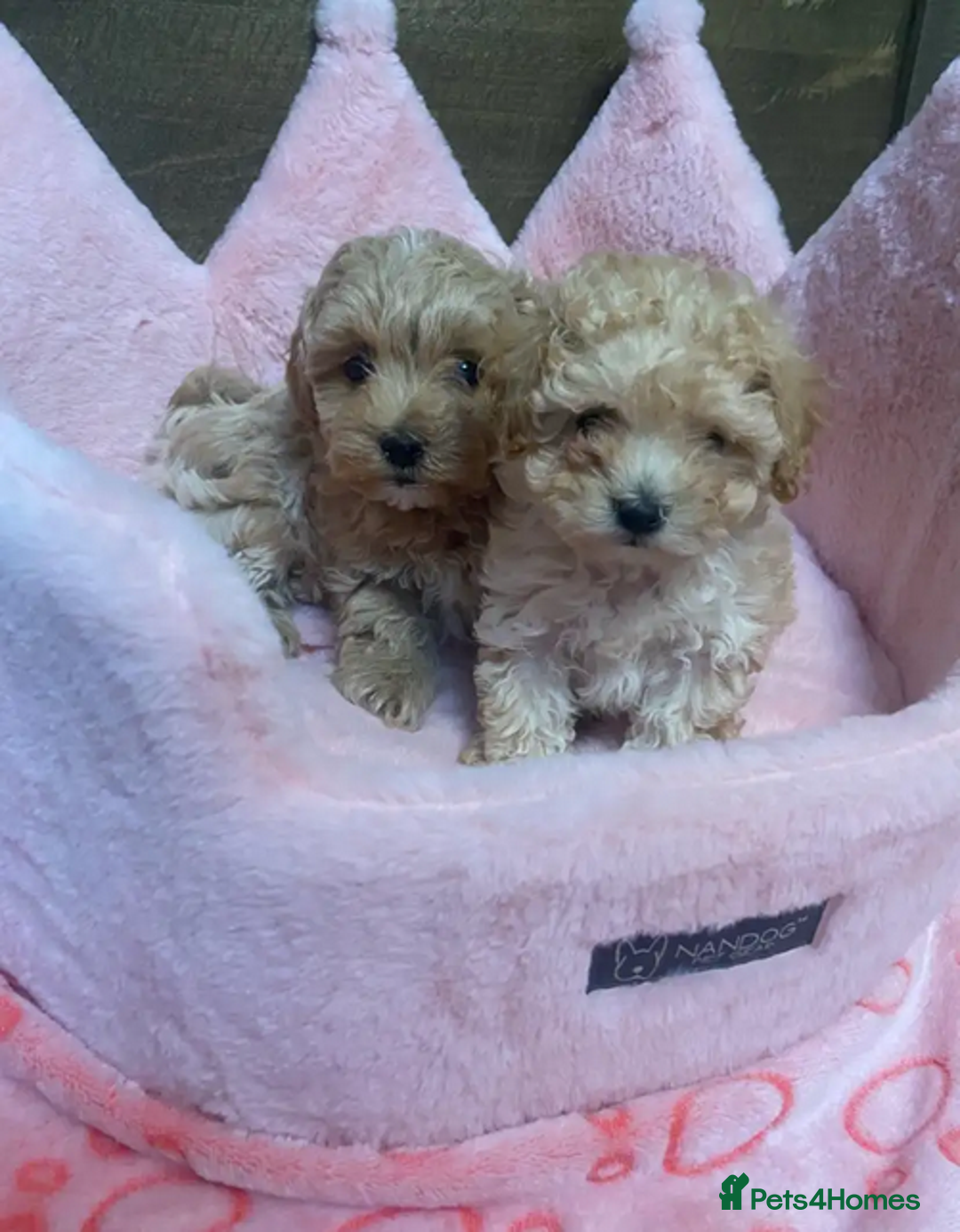 Maltipoo dogs for sale: Adorable maltipoo puppies are ready for sale  - Image 3