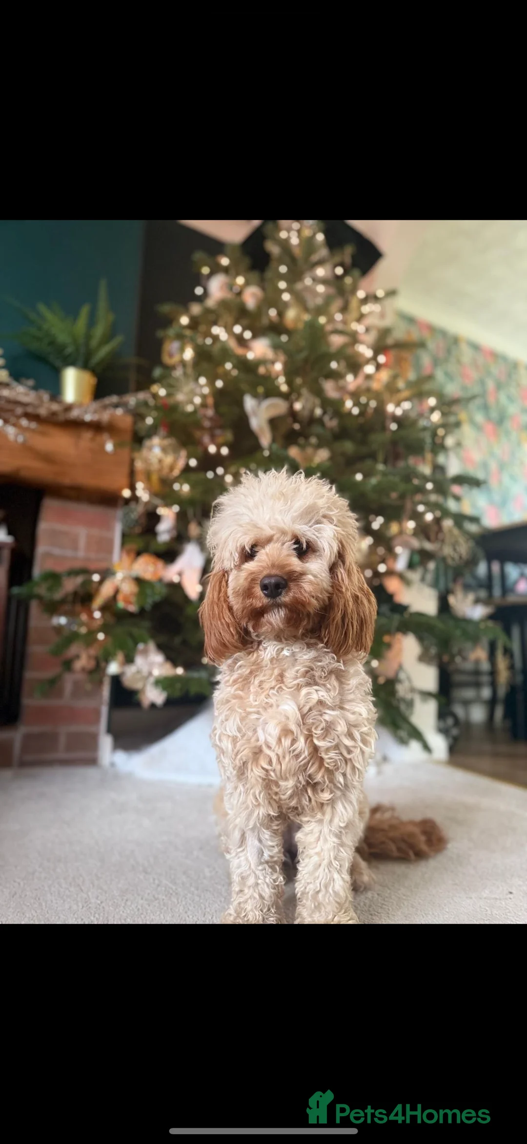 Cavapoo dogs for sale: lovely cavapoo in Warrington - Advert 3