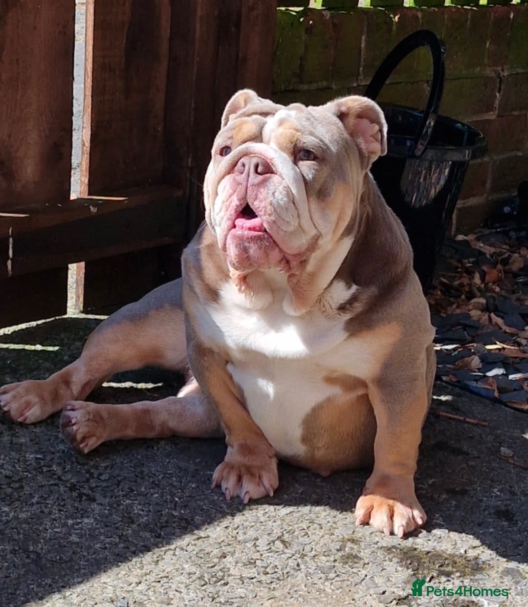 English Bulldog dogs for sale: Epic bullyz bulldog stella - Advert 3
