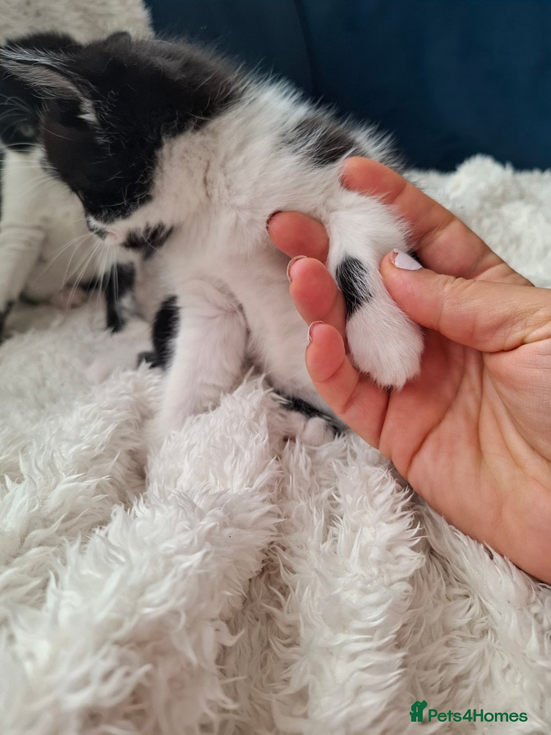 Mixed Breed cats for sale: Tabby/British short hair - Advert 4