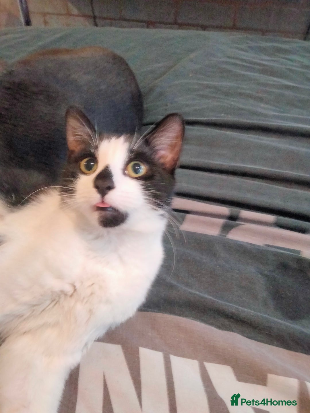 Mixed Breed cats for sale: Mixed breed kittens  - Advert 11