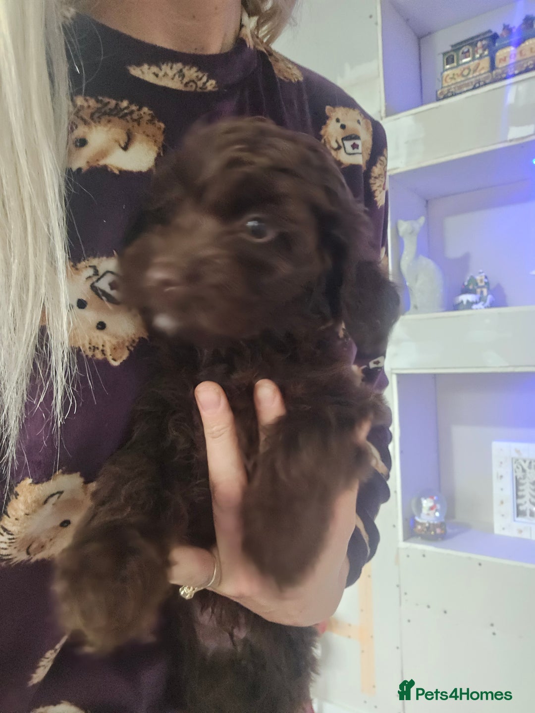 Shihpoo dogs for sale: Shihtzu x poodle  - Advert 3