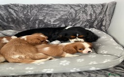 Cavalier King Charles Spaniel dogs for sale: Health tested stunning puppies - Advert 14