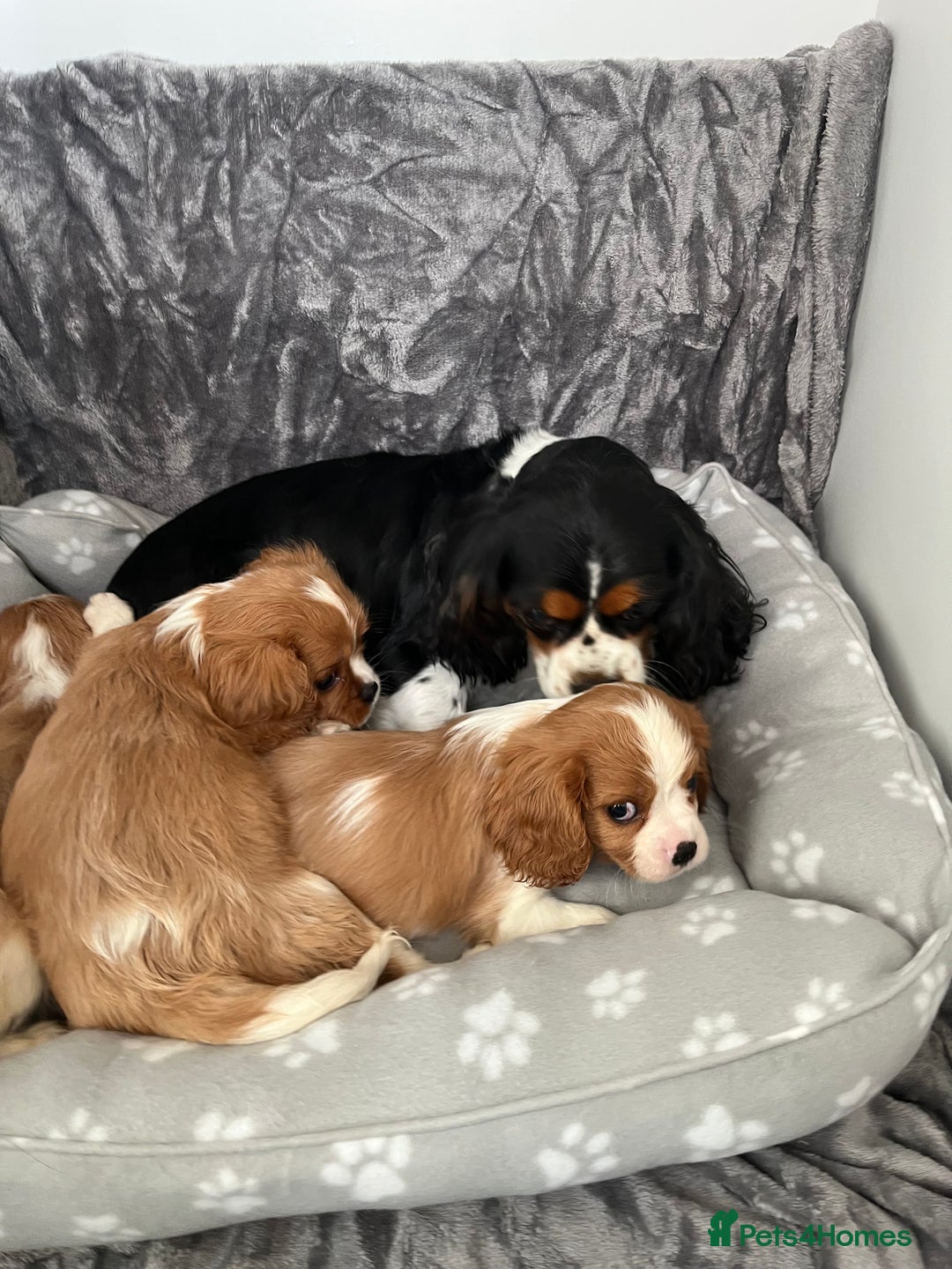 Cavalier King Charles Spaniel dogs for sale: Health tested stunning puppies - Advert 14