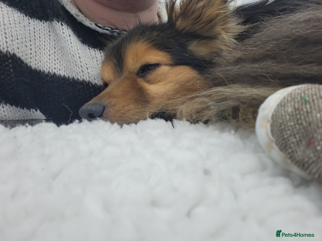 Mixed Breed dogs for sale: Coco  - Image 5