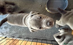 Staffordshire Bull Terrier dogs for sale: Stunning Blue Pure Bred Staffie Puppies - Image 5