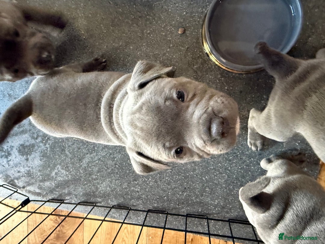 Staffordshire Bull Terrier dogs for sale: Stunning Blue Pure Bred Staffie Puppies - Image 5
