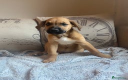 Mixed Breed dogs for sale: Cane corso X Alaskan malamute surprise litter  - Image 27