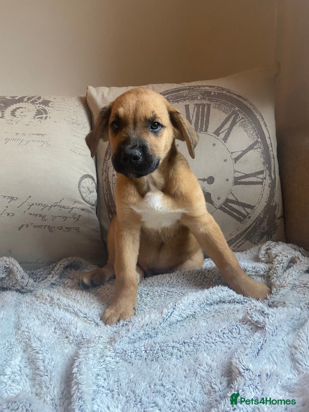 Mixed Breed dogs for sale: Cane corso X Alaskan malamute surprise litter  - Image 27