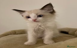 Ragdoll cats for sale: Luxury Champion Line Ragdoll Pedigree Kittens - Image 12