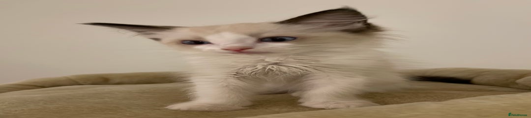Ragdoll Kitten 3