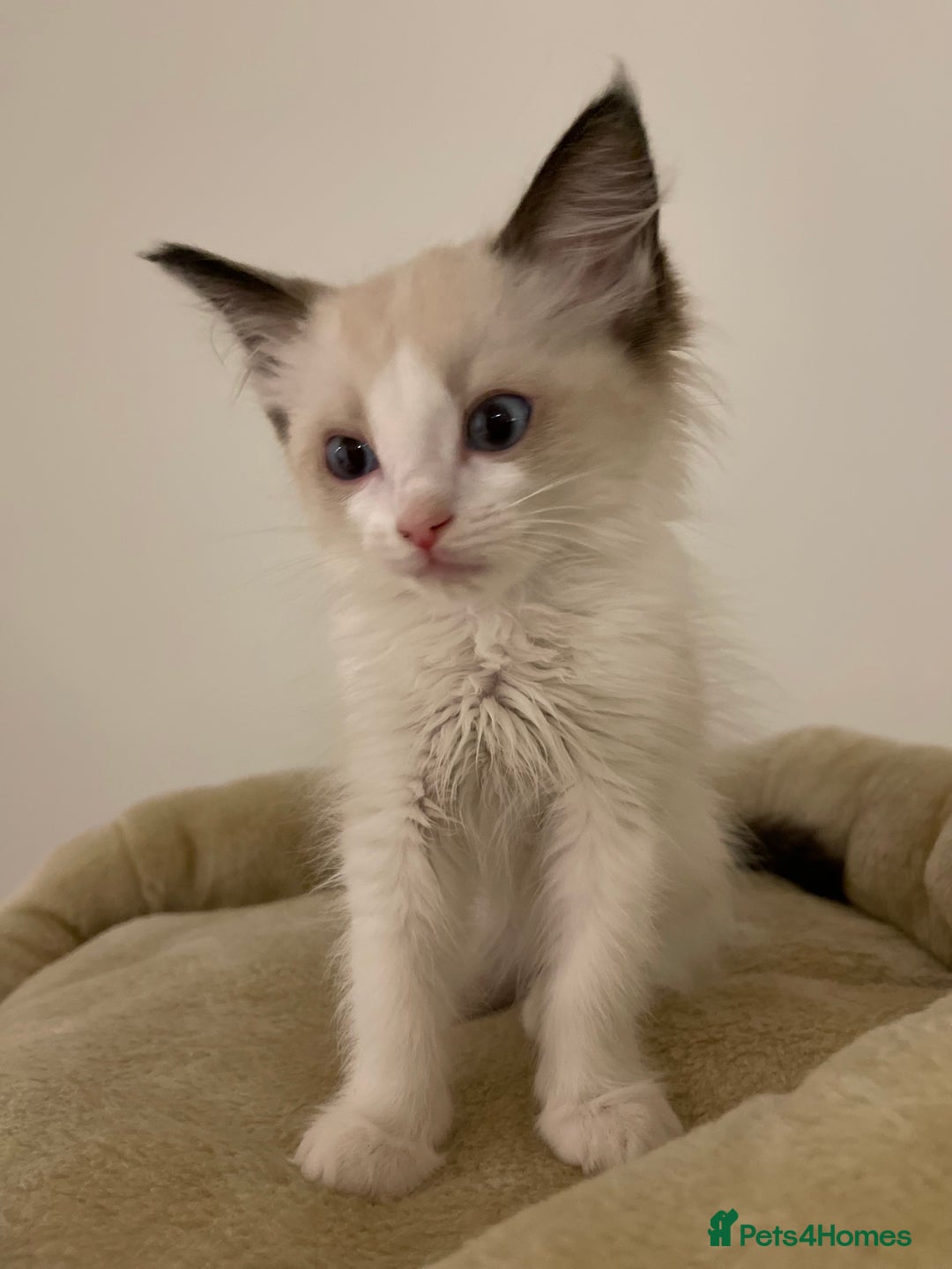 Ragdoll cats for sale: Luxury Champion Line Ragdoll Pedigree Kittens - Image 12
